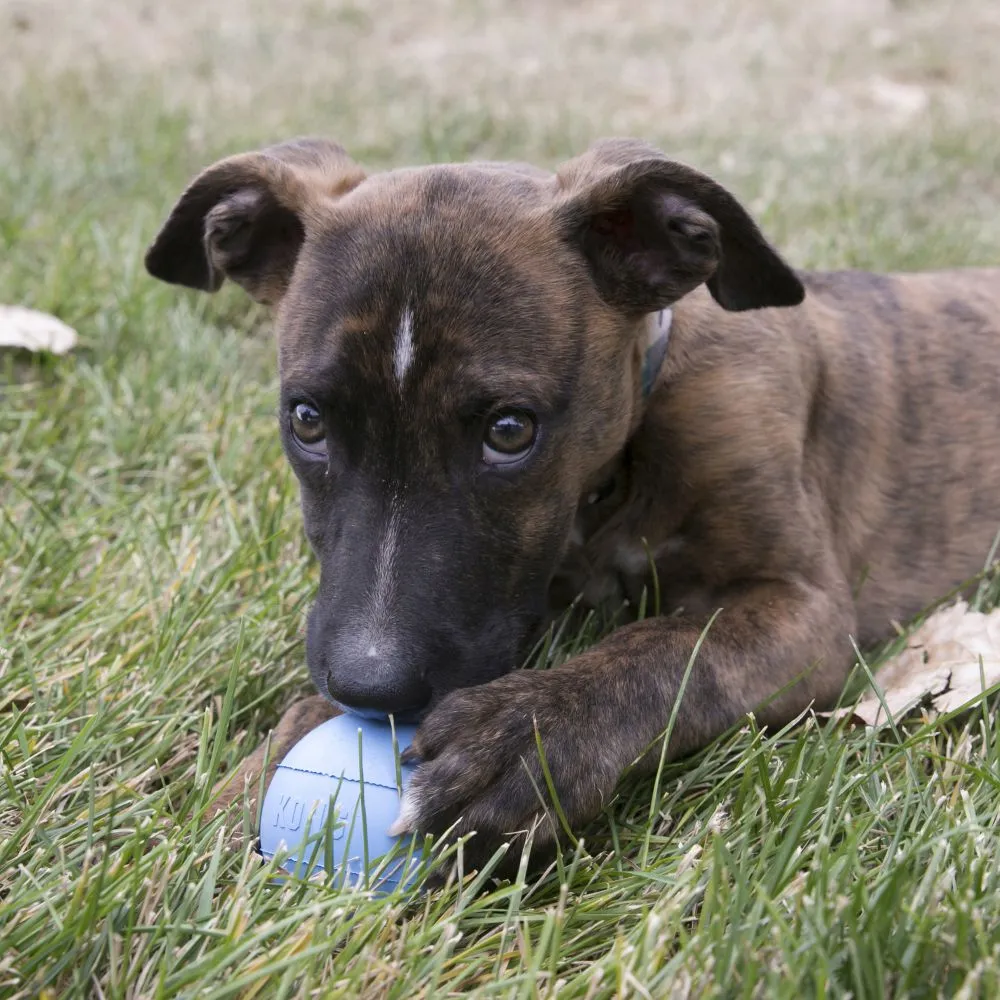 20% OFF: Kong® Puppy Ball Dog Toy (Assorted Colour)