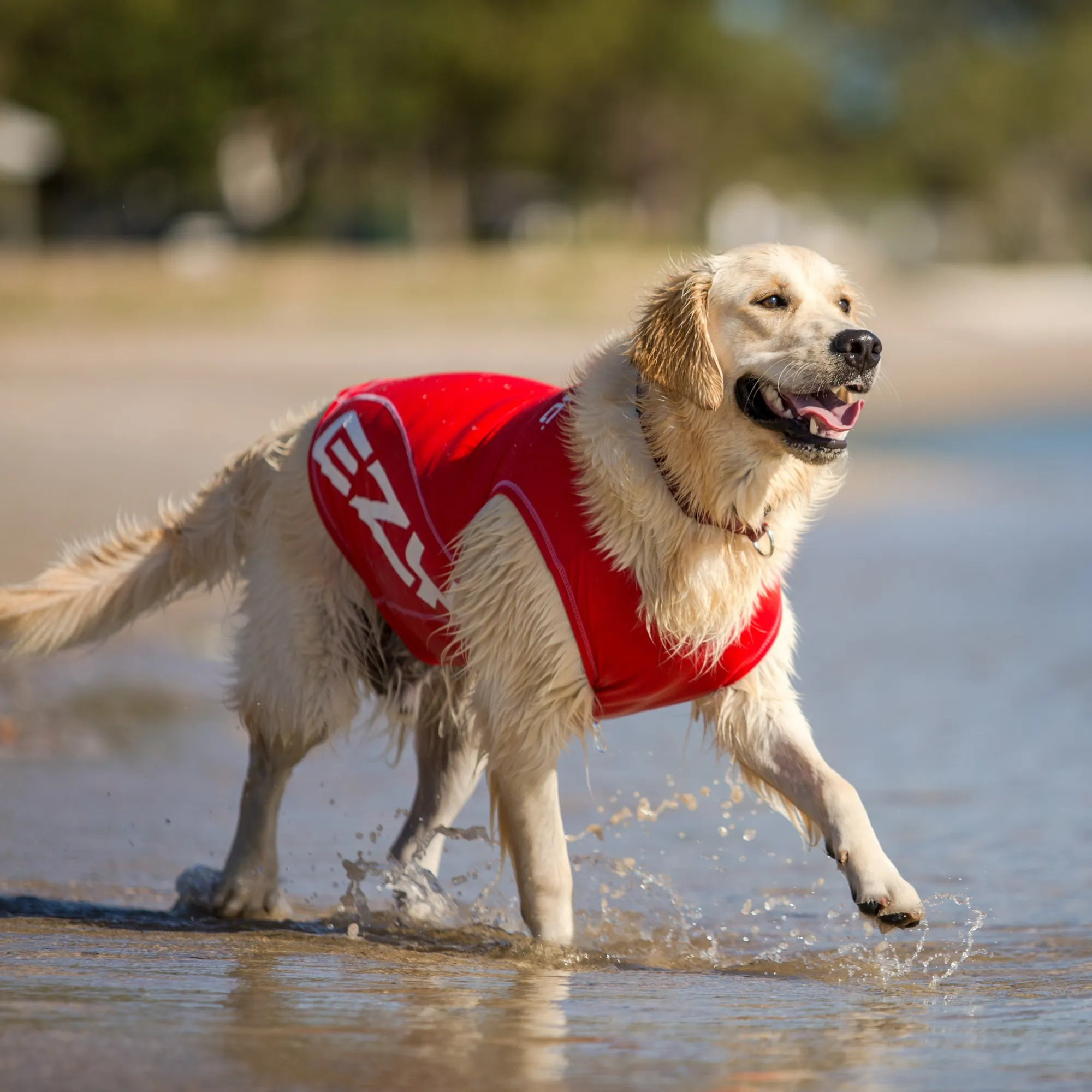 Dog Rash Vest