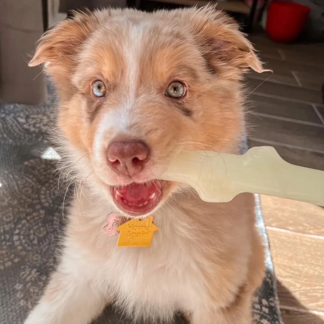 Spunky Pup Fetch & Glow Stick for Dogs